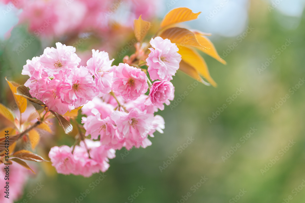 Amazing pink cherry blossoms on the Sakura tree. Amazing pink cherry blossoms on the Sakura tree.