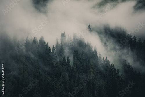 Mountain forest in the mist