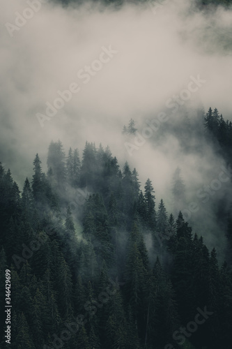Mountain forest in the mist © Thomas