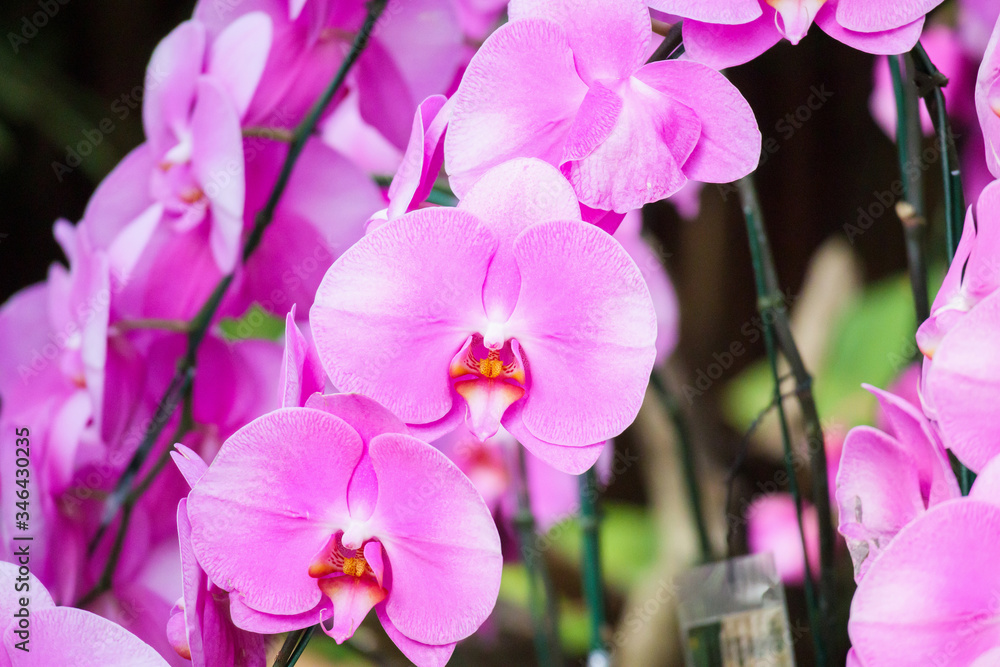 Obraz premium Beautiful Phalaenopsis Orchid flower blooming in garden floral background