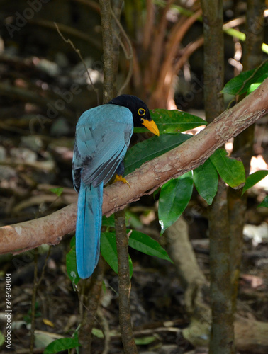 Egzotyczny niebieski ptak w tropikalnym lesie Gwatemali