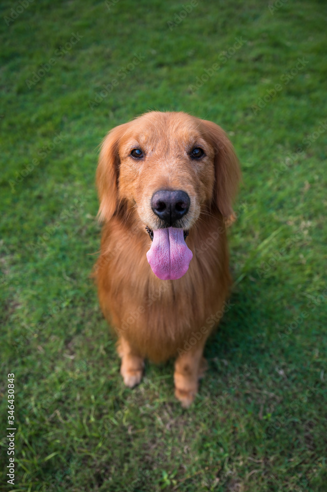 Golden retriever dog smiling happy in the grass outdoors Golden retriever dog smiling happy in the grass outdoors
