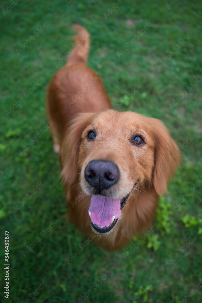 Golden retriever dog smiling happy in the grass outdoors