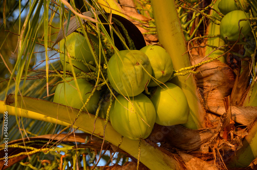 Kokosy na palmie kokosowej przy rajskiej plaży na wyspie Koh Samui w Tajlandii - Ich sok jest idealny na gorące dni