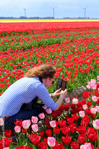 Young woman is taking photo with smart phone in colorful red and pink tulip field, system camera around her neck