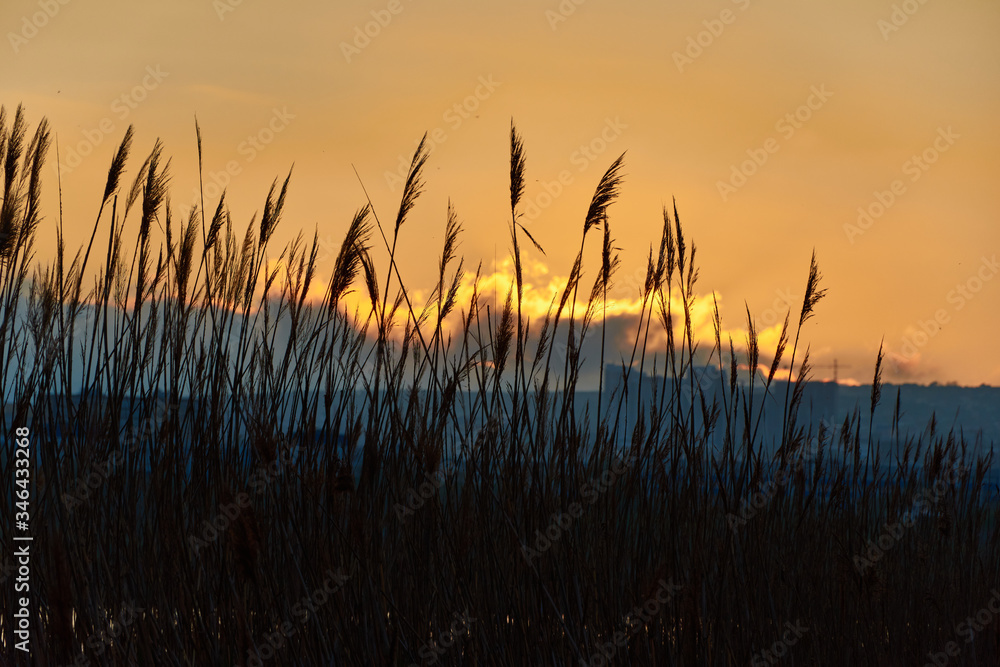 sunset in the field