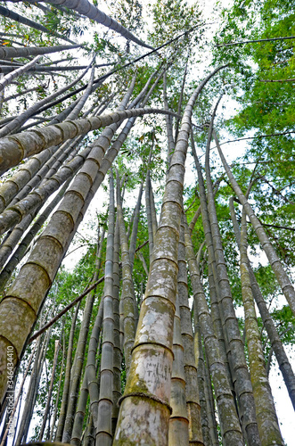 Wielkie bambusy - drzewa bambusowe w Brazylii