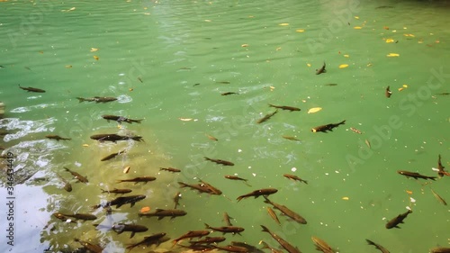 Shoal of fish (doctor fish or red garra, nibble fish) swimming in clear waterfall water in green forest. 4K video clip