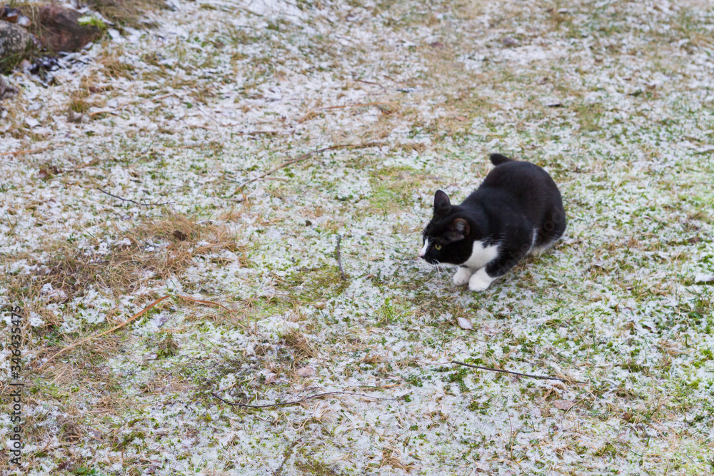 Home black and white cat walks in the yard in winter Home black and white cat walks in the yard in winter