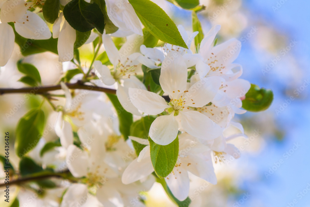 Fototapeta premium Blossoming flowers on the apple tree