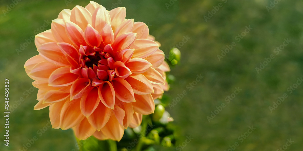 Close up of one lush crown of Royal Dahlia flower with buds in cream-pink or beige color on left side against green meadow blurry background in European garden on sunny day.Copy space,selective focus Close up of one lush crown of Royal Dahlia flower with buds in cream-pink or beige color on left side against green meadow blurry background in European garden on sunny day.Copy space,selective focus