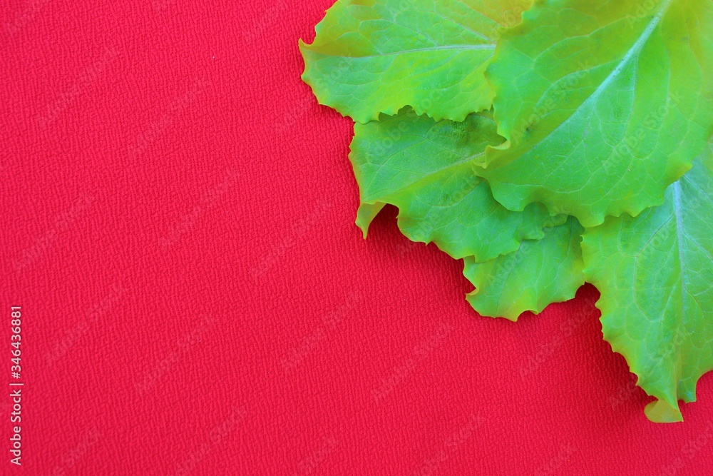 Frame from lettuce leaves isolated on
red, top view. Vegetarian food. Background of fresh greenery with place for text.