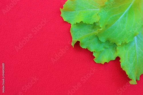 Obraz na płótnie Frame from lettuce leaves isolated on
red, top view. Vegetarian food. Background of fresh greenery with place for text. w salonie