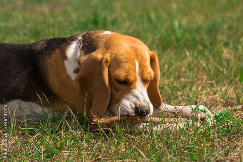 adult cute beagle puppy dog lying on green grass with a wooden stick in his teeth close-up with blur