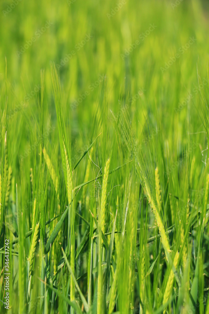 Green wheat detail close up. Green wheat detail close up.