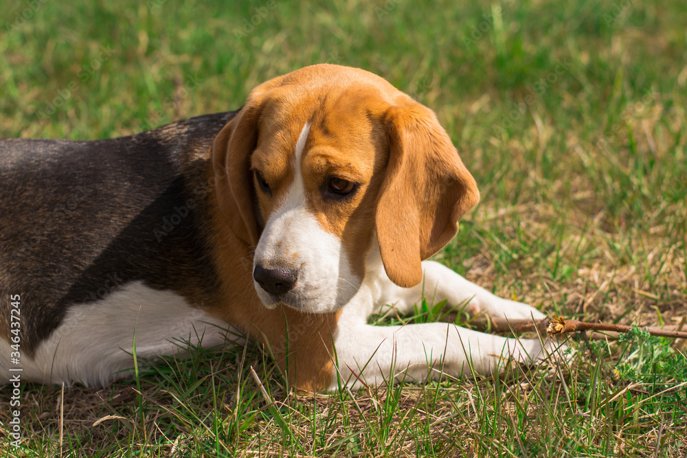 adult cute beagle dog lying on green grass with blur close-up
adult cute beagle dog lying on green grass with blur close-up