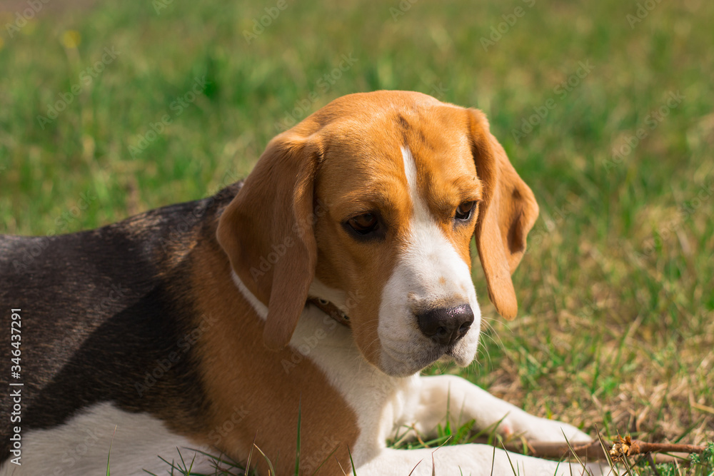 adult cute beagle puppy dog lying on green grass with blur close-up
