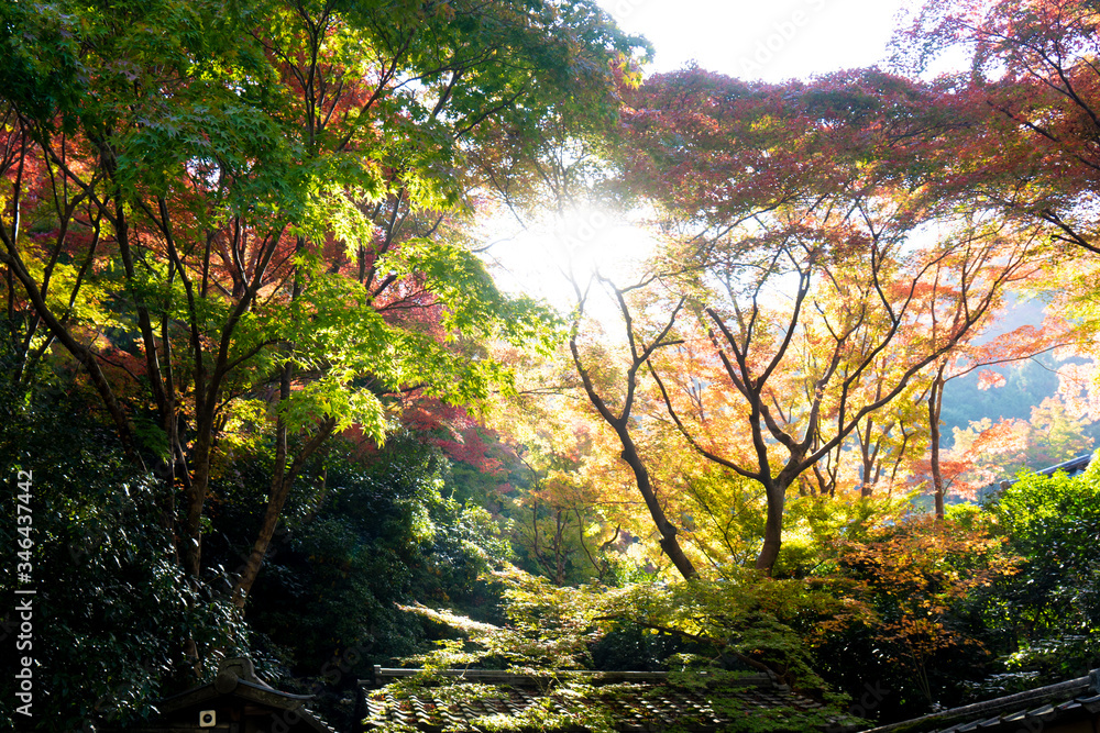 Fototapeta premium 秋、紅葉
