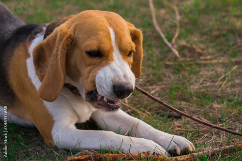 adult angry beagle dog liyng on grass and nibbles a stick close-up