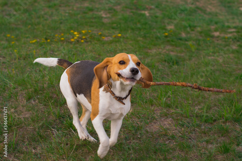 happy beagle dog runs with a wooden stick in his teeth on the grass