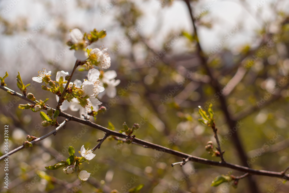 small branch of a blossoming cherry tree with small flowers in the garden on a blue blurred background small branch of a blossoming cherry tree with small flowers in the garden on a blue blurred background