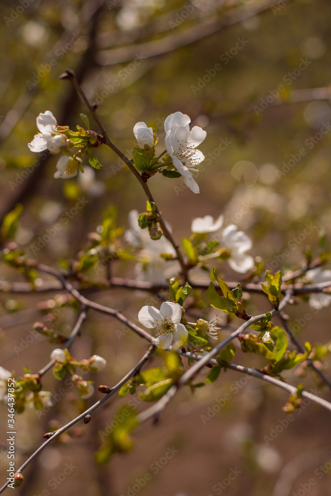 branch of a blossoming cherry tree with small flowers and green leaves on a brown blurred background branch of a blossoming cherry tree with small flowers and green leaves on a brown blurred background