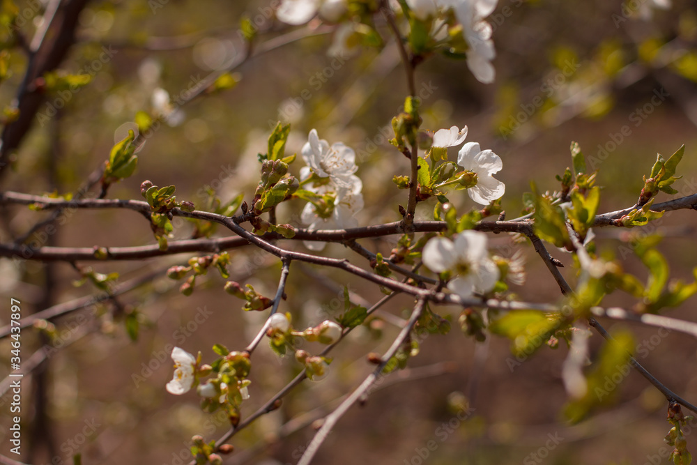 cute flowering cherry tree with small leaves with blurry background cute flowering cherry tree with small leaves with blurry background