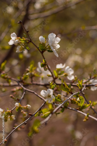 branch of a blossoming cherry tree with small flowers and green leaves on a brown blurred background