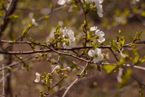 cute flowering cherry tree with small leaves with blurry background