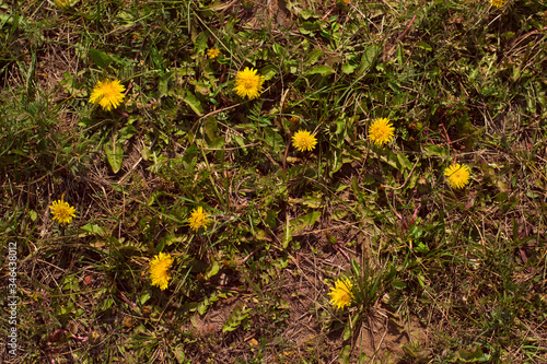 many  yellow dandelions in the green grass on the ground in the garden. photo taken from above