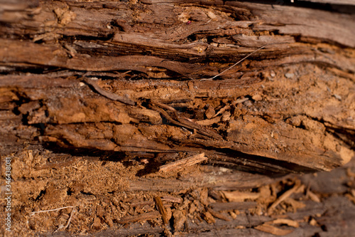 texture of broken tree bark with sawdust close up