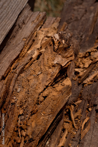 sawdust of broken tree bark with blurry background