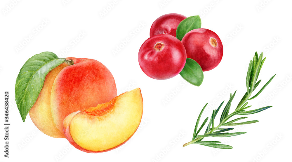 Cranberry peach rosemary watercolor illustration isolated on white background Cranberry peach rosemary watercolor illustration isolated on white background