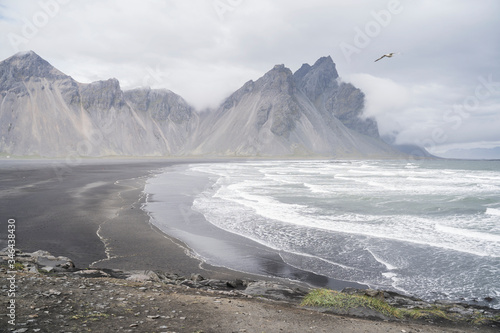 Sea bird above Stokksnes