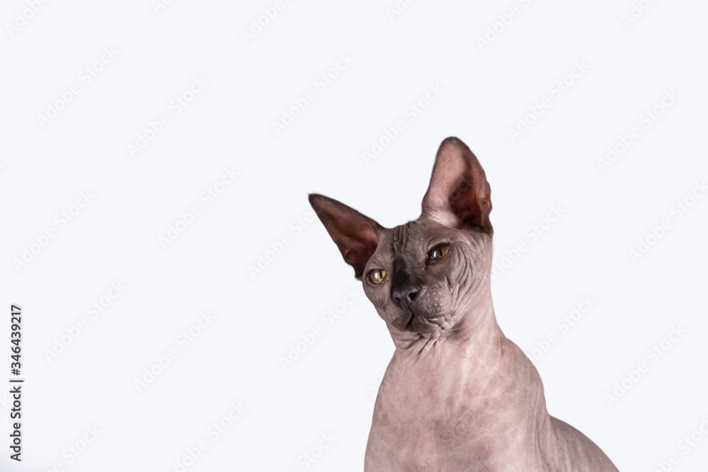 Portrait of a pretty sphinx head indoors, bald cat, on a white background, with space for copy, focus on eye