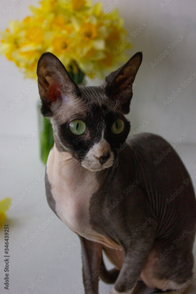 cat sphinx  with a flower