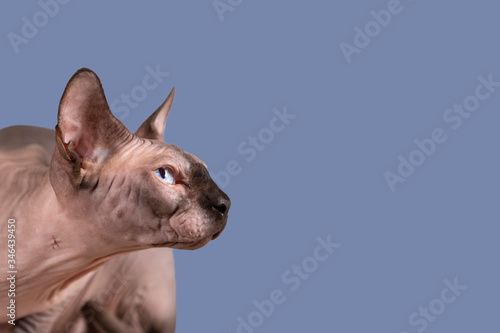 Portrait of a pretty sphinx head indoors, bald cat, on a blue background, with space for copy, focus on eye © Dasya - Dasya