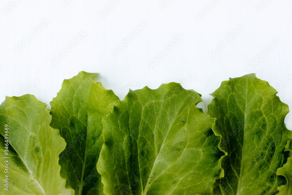 Frame from lettuce leaves isolated on white, top view. Vegetarian food. Background of fresh greenery with place for text.