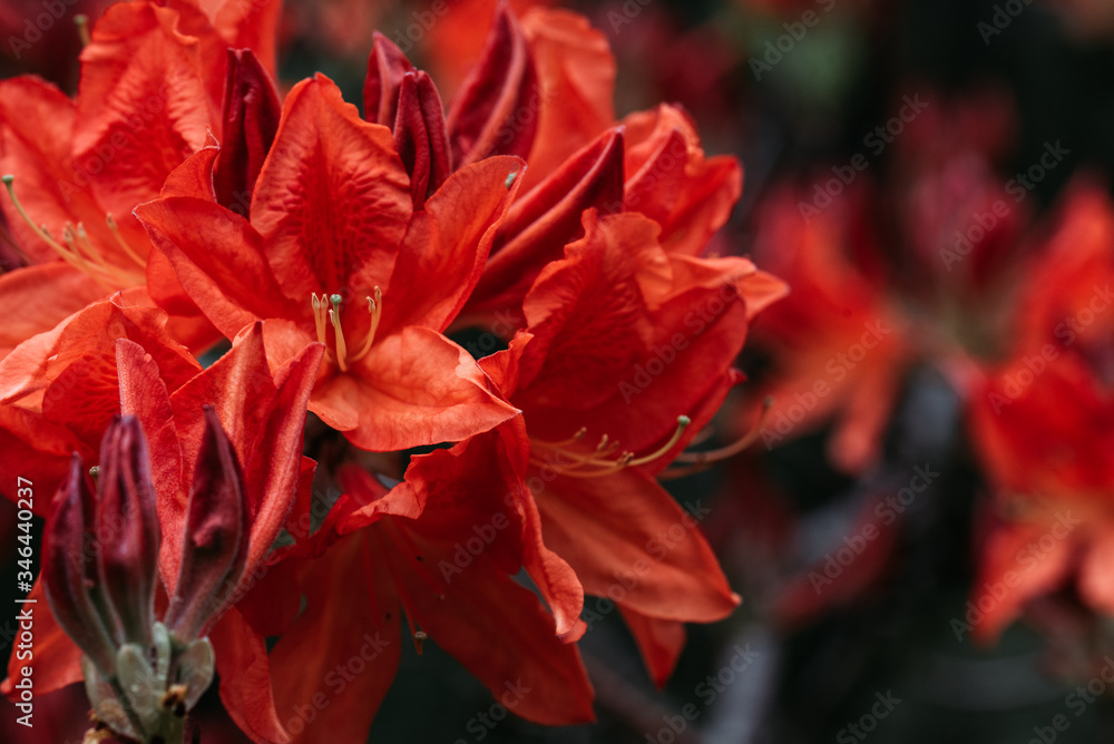 Rhododendron Magic Rhododendron Magic