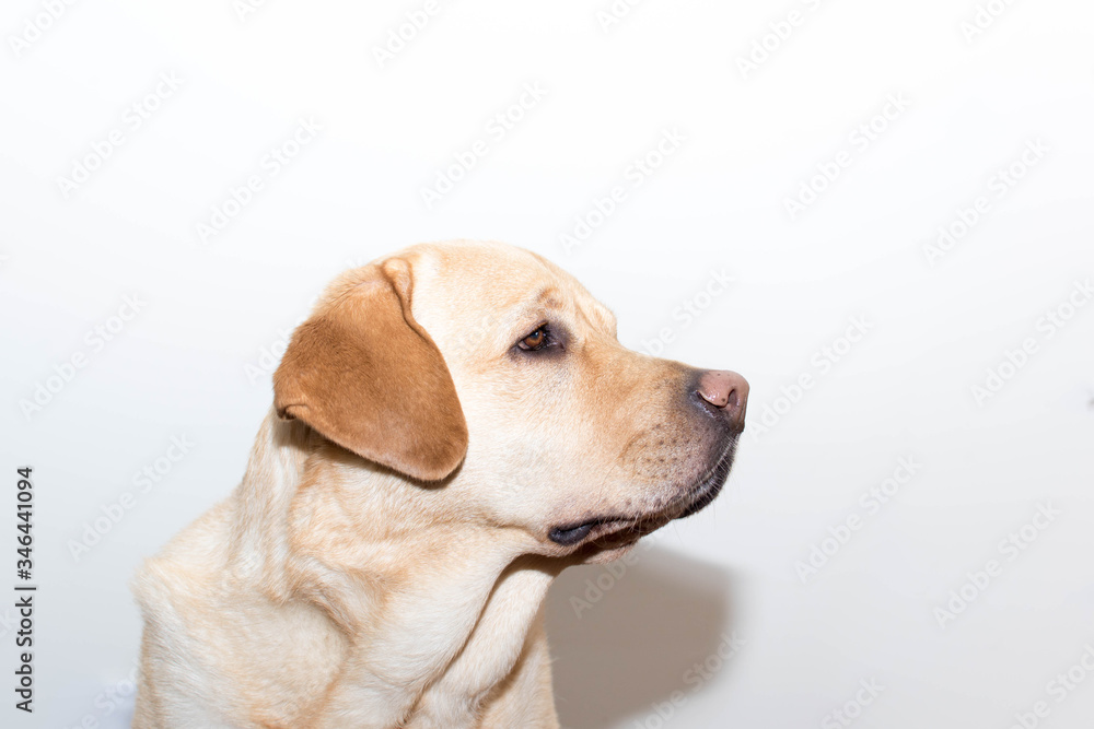 Retrato de perfil de un perro Labrador