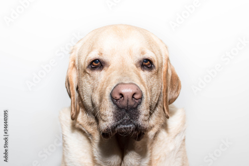 Retrato de un perro Labrador 