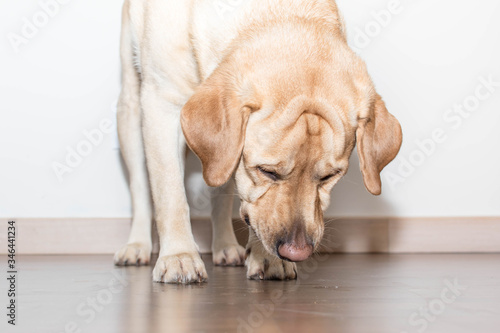 Retrato de un perro Labrador olfateando en casa