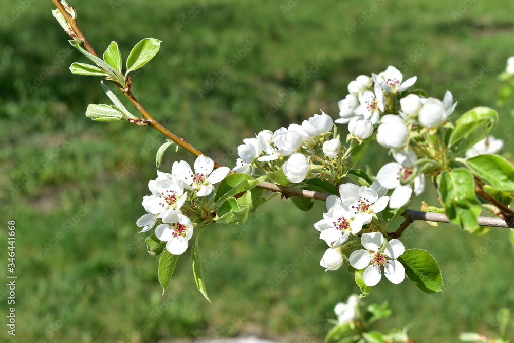 Fototapeta premium The flowers of the pear tree in the spring with bees
