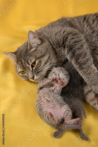 grey cat with a kitten on a yellow background
