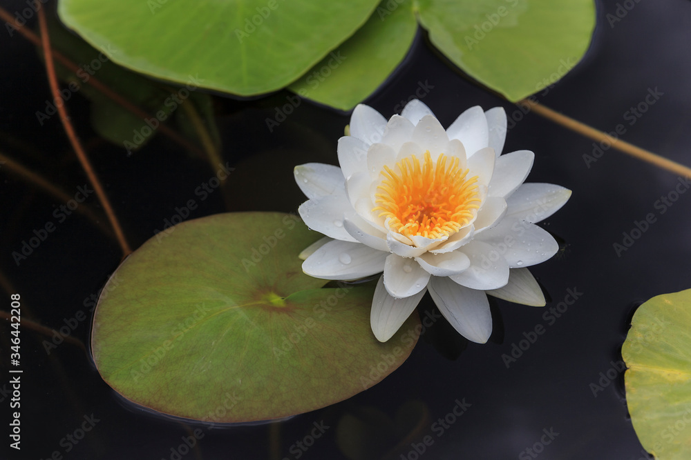 Beautiful white water lily flower in the lake. Nymphaea reflection in the pond. Close-up Beautiful white water lily flower in the lake. Nymphaea reflection in the pond. Close-up