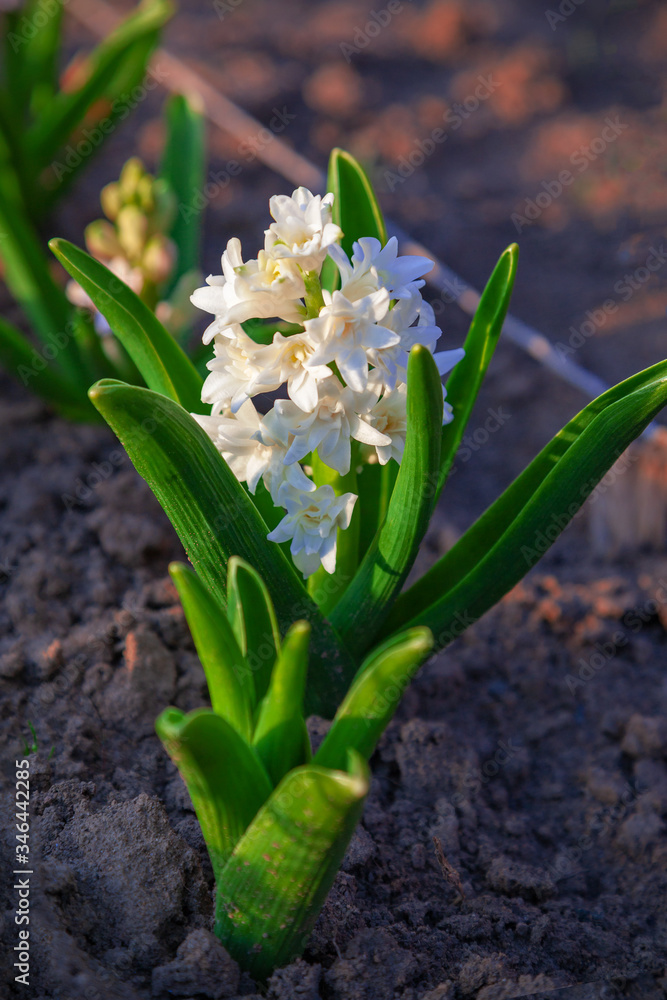 Fototapeta premium Fresh white spring flowers with succulent leaves grow in the garden