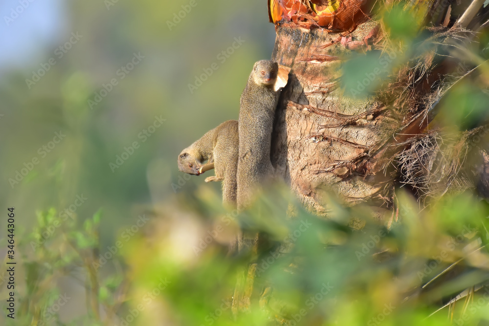 Mongoose with nature, A mongoose is a small terrestrial carnivorous mammal belonging to the family Herpestidae. This family is currently split into two subfamilies, the Herpestinae and the Mungotinae.