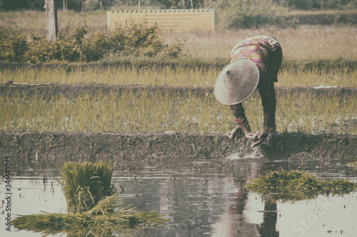 planting rice in the fields