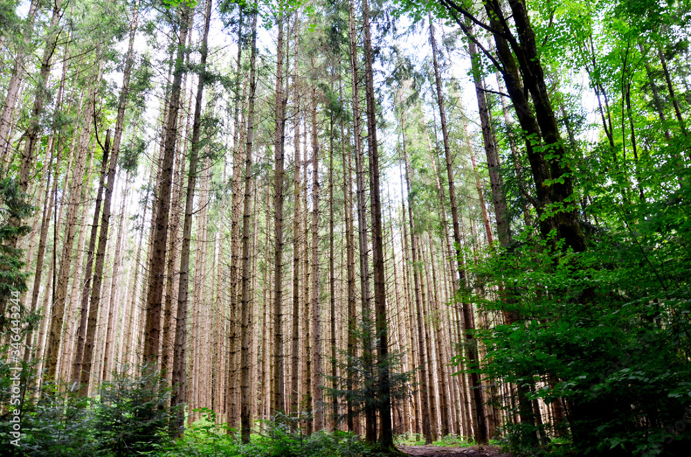 forest forest