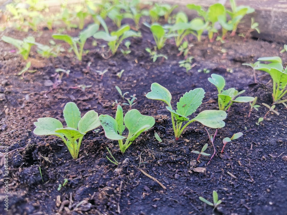 sprouts radishes in the greenhouse on the bed sprouts radishes in the greenhouse on the bed